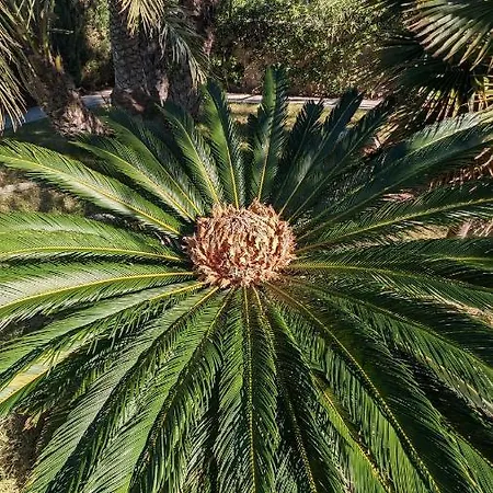 El Collado * קויירה